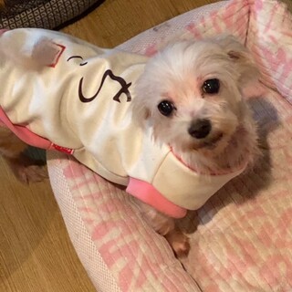 劣悪繁殖場からのレスキューです。