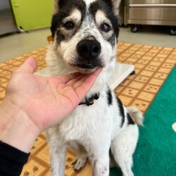 犬猫合同譲渡会