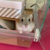 まなむむ