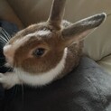 ミニうさぎです！！4ヶ月目の大人しい子です