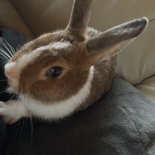 ミニうさぎです！！4ヶ月目の大人しい子です