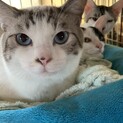 ブルーアイシャム風の可愛い男の子♪