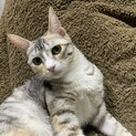 綺麗なパステル三毛ちゃん！人懐こくて可愛い！