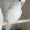オカメインコホワイトフェイスルチノー 