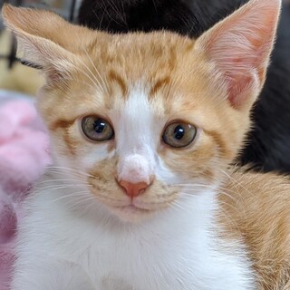 募集停止❤️困り顔の茶白男子キナコ