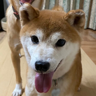 まだまだ甘えっ子♪ 誰とでも仲良しな おあげちゃん