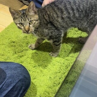 10ヶ月くらい去勢済み　キジトラのトト君