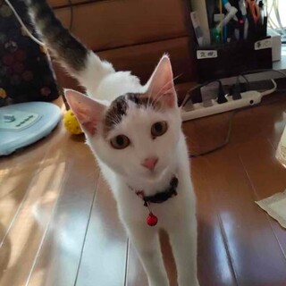 募集停止大人しく人慣れバツグン⭐️女子すず