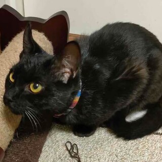 募集停止バツグン⭐️黒猫男子りん