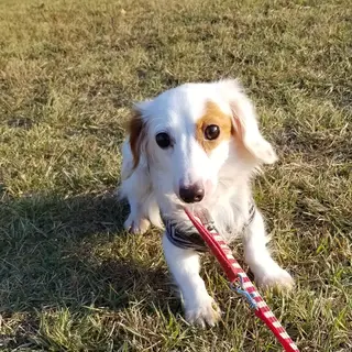 ダックスmixの男の子