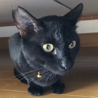 募集停止白ビキニ！黒猫男子ヒフミ