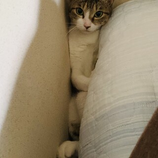 みーちゃん　甘えん坊　2才　メス　キジ白