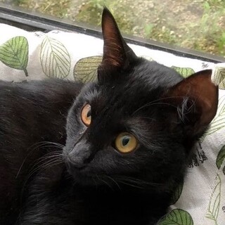 募集停止⭐️黒猫女子うた