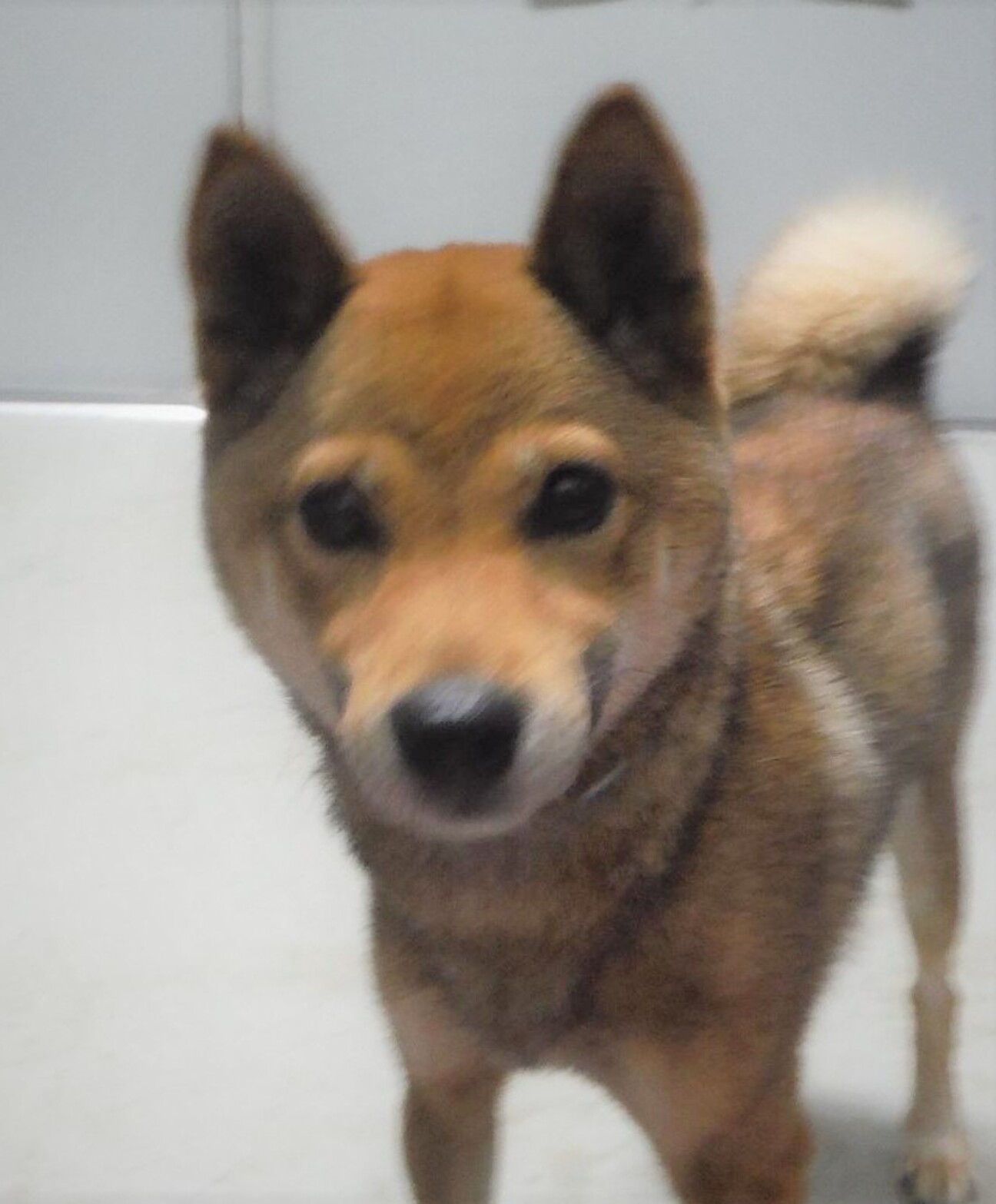 可愛い犬 多数収容中 山口県 犬の里親募集 ペットのおうち 月間利用者150万人