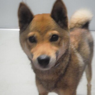 ◆可愛い犬(多数収容中)◆を家族に迎えませんか？