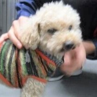 ◆可愛い犬(多数収容中)◆を家族に迎えませんか？