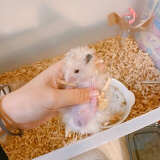 ゴールデンハムスター