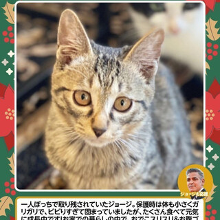 デレデレ甘えんボーイ⭐︎ジョージ君♂４ヶ月