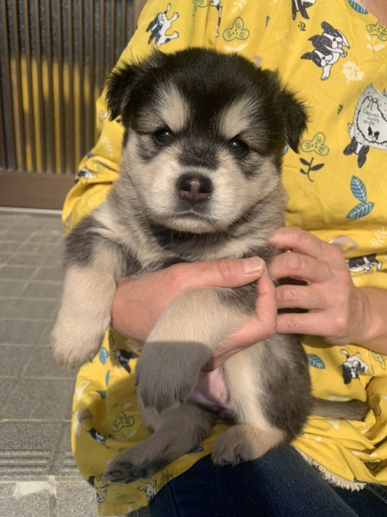 ふわふわ可愛い1ヶ月の子 広島県 犬の里親募集 ペットのおうち 月間利用者150万人