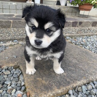 ふわふわ可愛い1ヶ月の子犬♀「あずき」