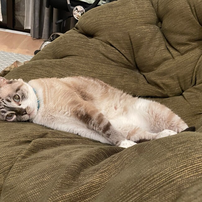 cookie0511のカバー写真