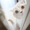 しゅこまま