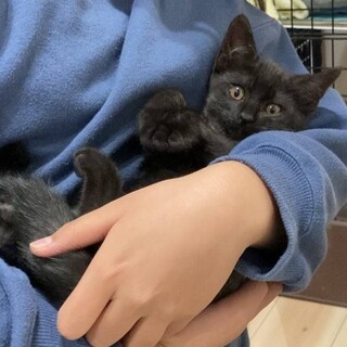 珍しい黒とら模様のジャック