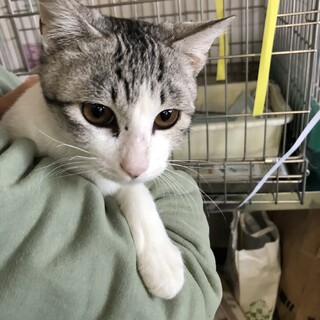 去勢済み　おとなしい半年男の子