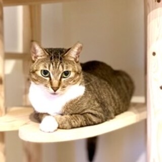 白靴下を履いたもっちり猫