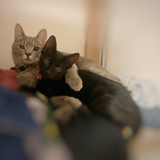 ほくろいのカバー写真