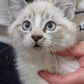 ふわふわ兄弟子猫です！