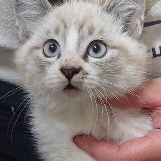 ふわふわ兄弟子猫です！