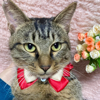 甘えたくてしょうがない♪膝乗り猫『トトリ』1歳