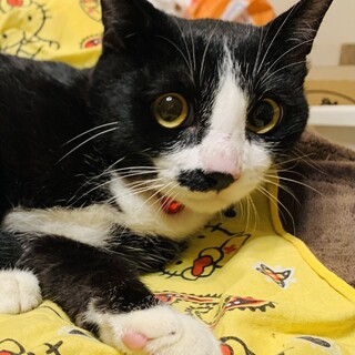 11 ふじ　1歳 黒白　雄　穏やか