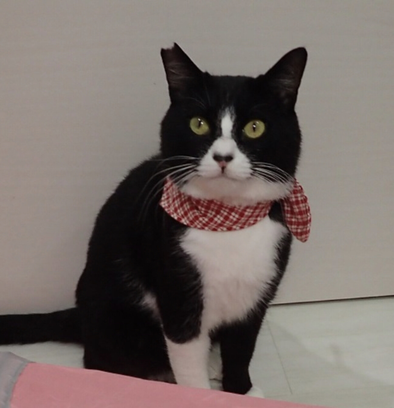 ねこプロフ必読翌日発送さん専用ページ みなさん、こんちには！ 日本ペットフード公式オンライン