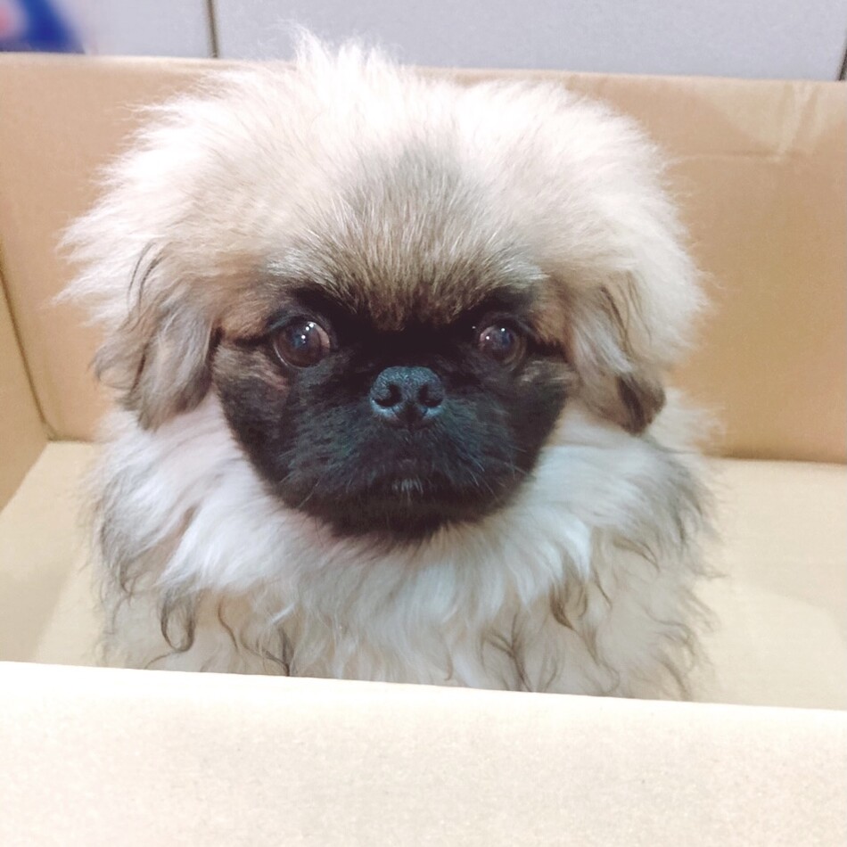 ラムネのカバー写真