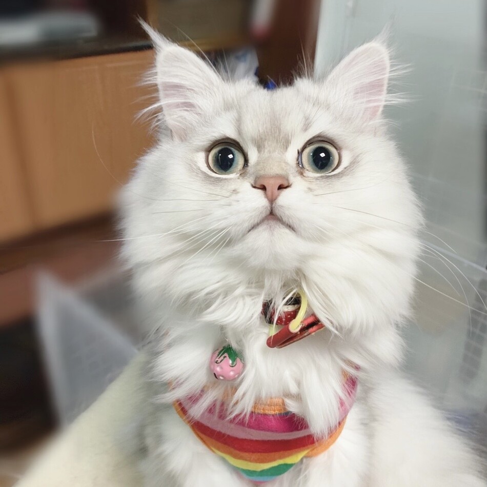 ミントのカバー写真