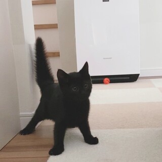 可愛いとても懐こい黒猫の女の子ゼットちゃん