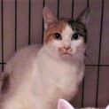 美猫・三毛オッドアイあやちゃんと3匹の子猫、医療済