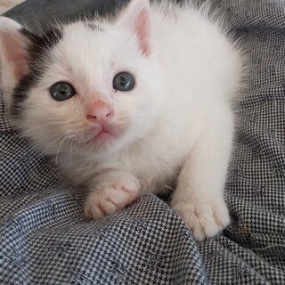 【子猫】可愛い男の子ろろくん
