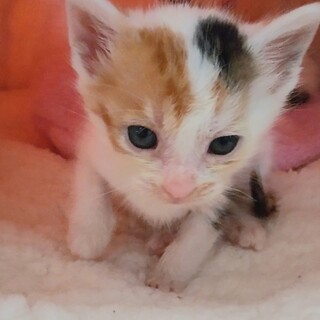 【子猫】繊細美猫さん！るるちゃん