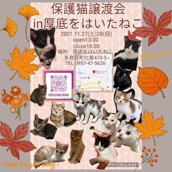 保護猫譲渡会