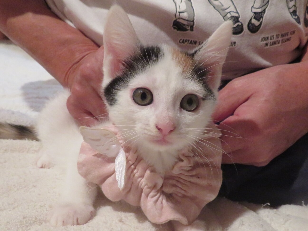 あやちゃんと3匹の子猫す」東京都 - 猫の里親募集(393125 