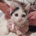 あやちゃんと3匹の子猫すみちゃん、医療しつけ済
