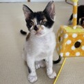【いすず】おかげさまで里親様が決まりました。