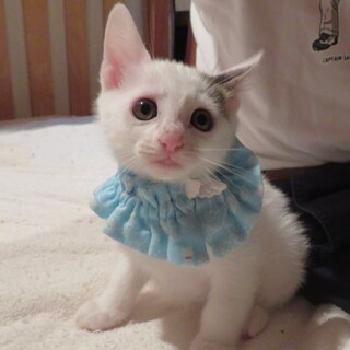 あやちゃんと3匹の子猫・なつくん、医療しつけ済
