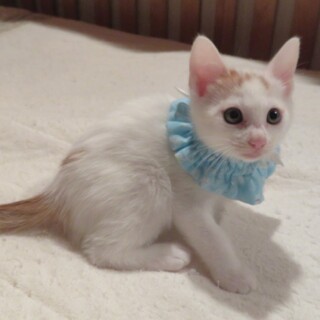 あやちゃんと3匹の子猫・こういちくん、医療しつけ済