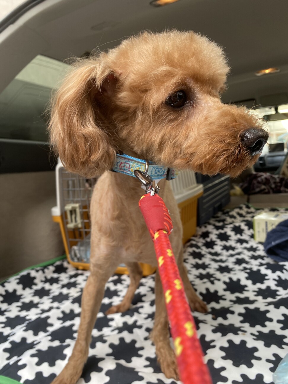 東京 板橋区 小型犬の譲渡会 Kf里親会のイベント ペットのおうち 月間利用者150万人