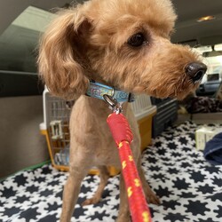 東京・板橋区「小型犬の譲渡会」