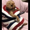 すっぽり入ってオヤジ見たいよ